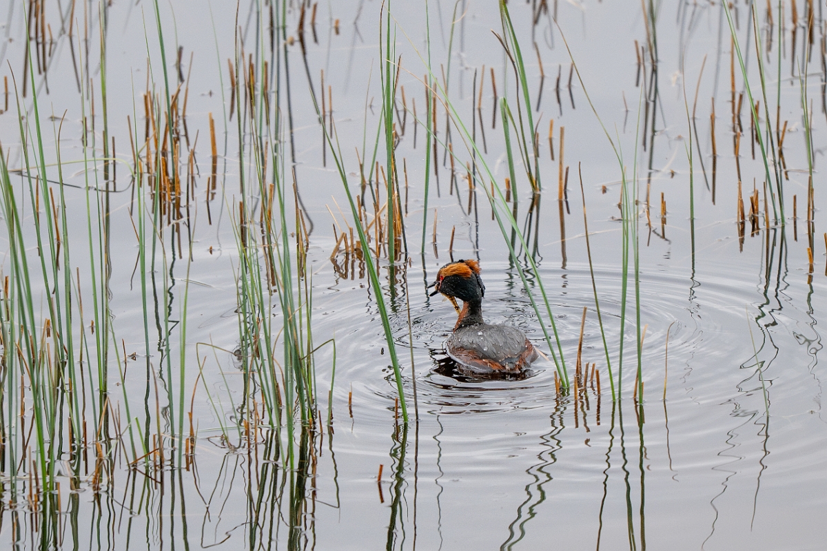 David Plant Photography - Wildlife Photography - Slavonian grebe - AH.jpg - Slavonian grebe, Podiceps auritus, summer plumage - Highland