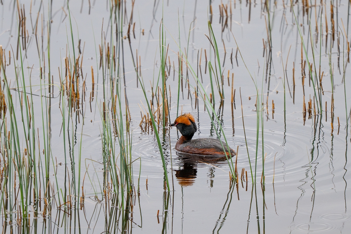 David Plant Photography - Wildlife Photography - Slavonian grebe - AI.jpg - Slavonian grebe, Podiceps auritus, summer plumage - Highland