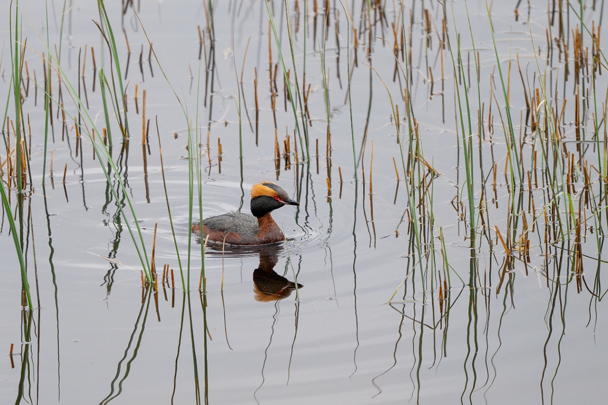 David Plant Photography - Wildlife Photography - Slavonian grebe - AJ.jpg - Slavonian grebe, Podiceps auritus, summer plumage - Highland