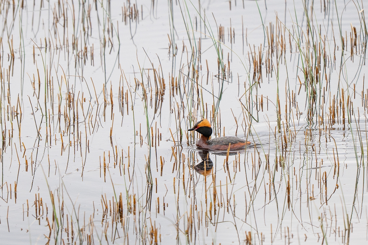 David Plant Photography - Wildlife Photography - Slavonian grebe - AK.jpg - Slavonian grebe, Podiceps auritus, summer plumage - Highland
