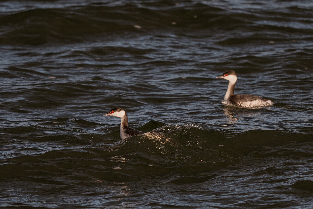David Plant Photography - Wildlife Photography - Slavonian grebe - AL.jpg - Slavonian grebe, Podiceps auritus, duo - Essex