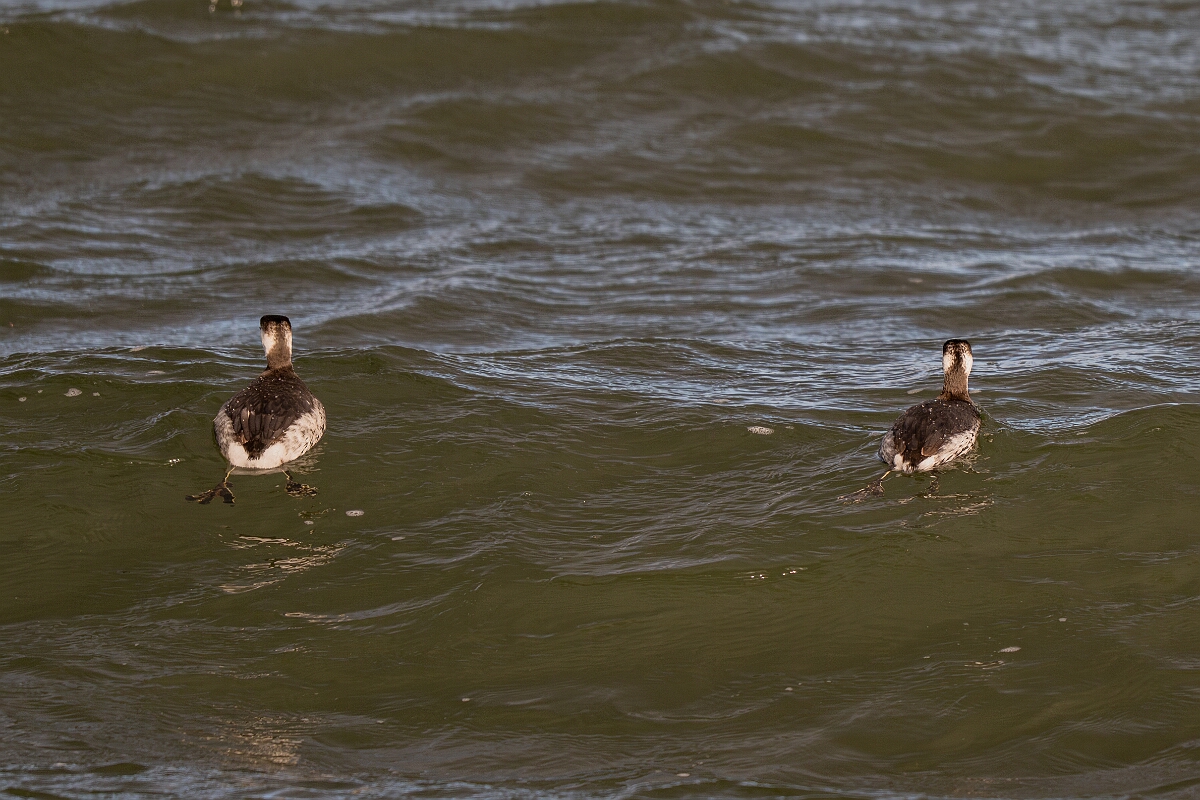 David Plant Photography - Wildlife Photography - Slavonian grebe - AM.jpg - Slavonian grebe, Podiceps auritus, duo - Essex