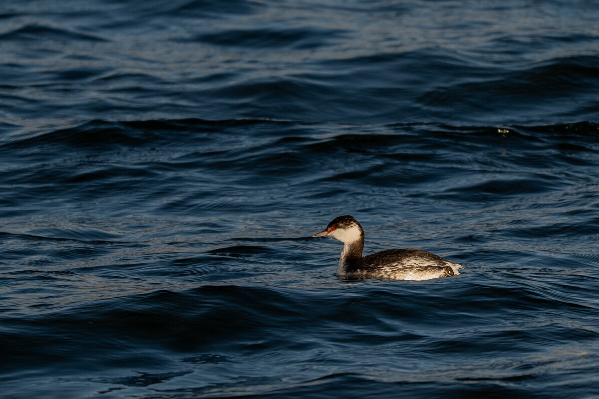 David Plant Photography - Wildlife Photography - Slavonian grebe - AP.jpg - Slavonian grebe, Podiceps auritus - Essex
