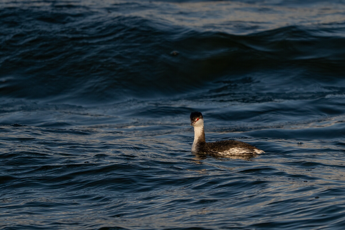 David Plant Photography - Wildlife Photography - Slavonian grebe - AR.jpg - Slavonian grebe, Podiceps auritus - Essex