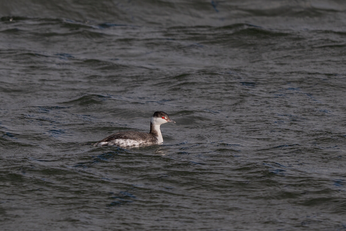 David Plant Photography - Wildlife Photography - Slavonian grebe - AS.jpg - Slavonian grebe, Podiceps auritus - Essex