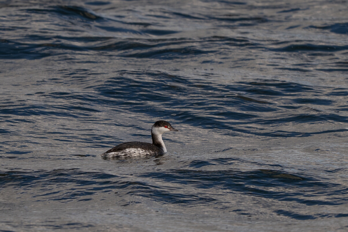 David Plant Photography - Wildlife Photography - Slavonian grebe - AT.jpg - Slavonian grebe, Podiceps auritus - Essex