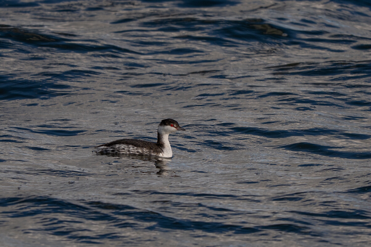 David Plant Photography - Wildlife Photography - Slavonian grebe - AU.jpg - Slavonian grebe, Podiceps auritus - Essex