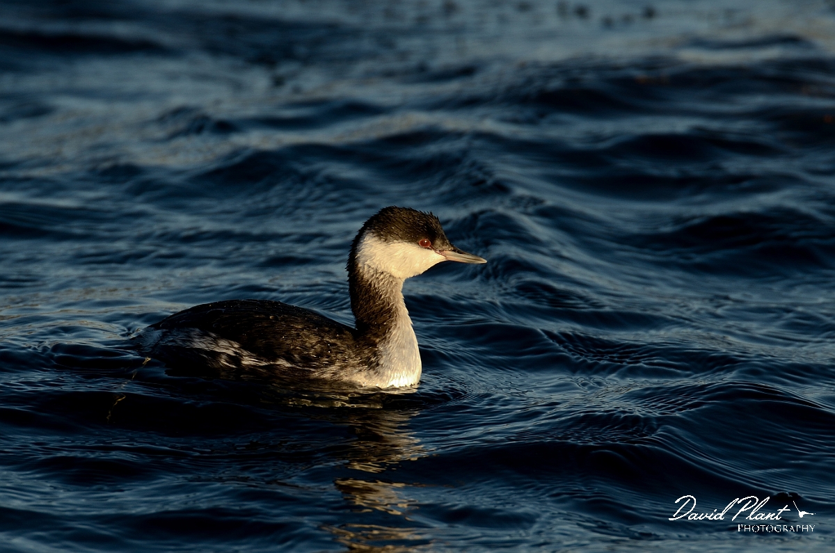David Plant Photography - Wildlife Photography - Slavonian grebe - B.jpg - Slavonian grebe - Hertfordshire