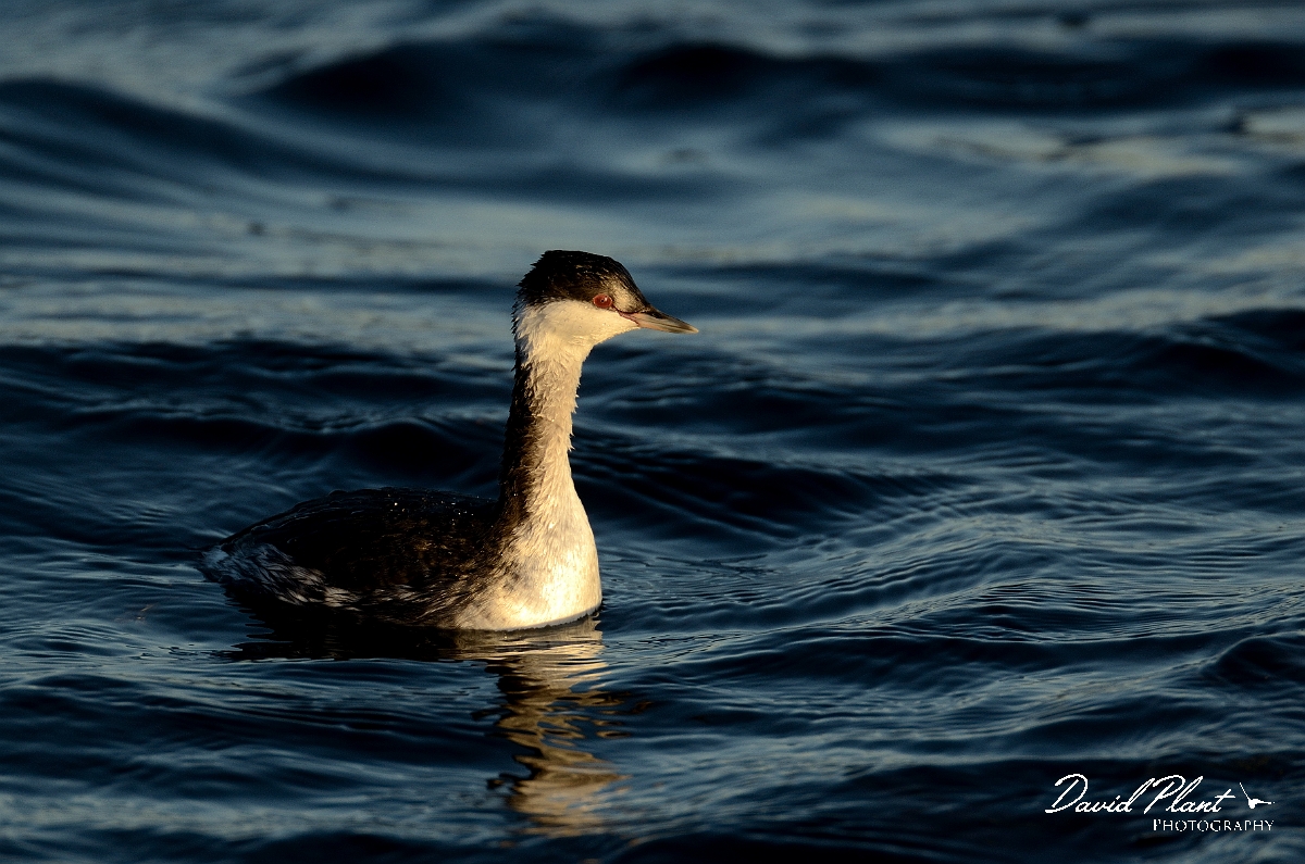 David Plant Photography - Wildlife Photography - Slavonian grebe - C.jpg - Slavonian grebe - Hertfordshire