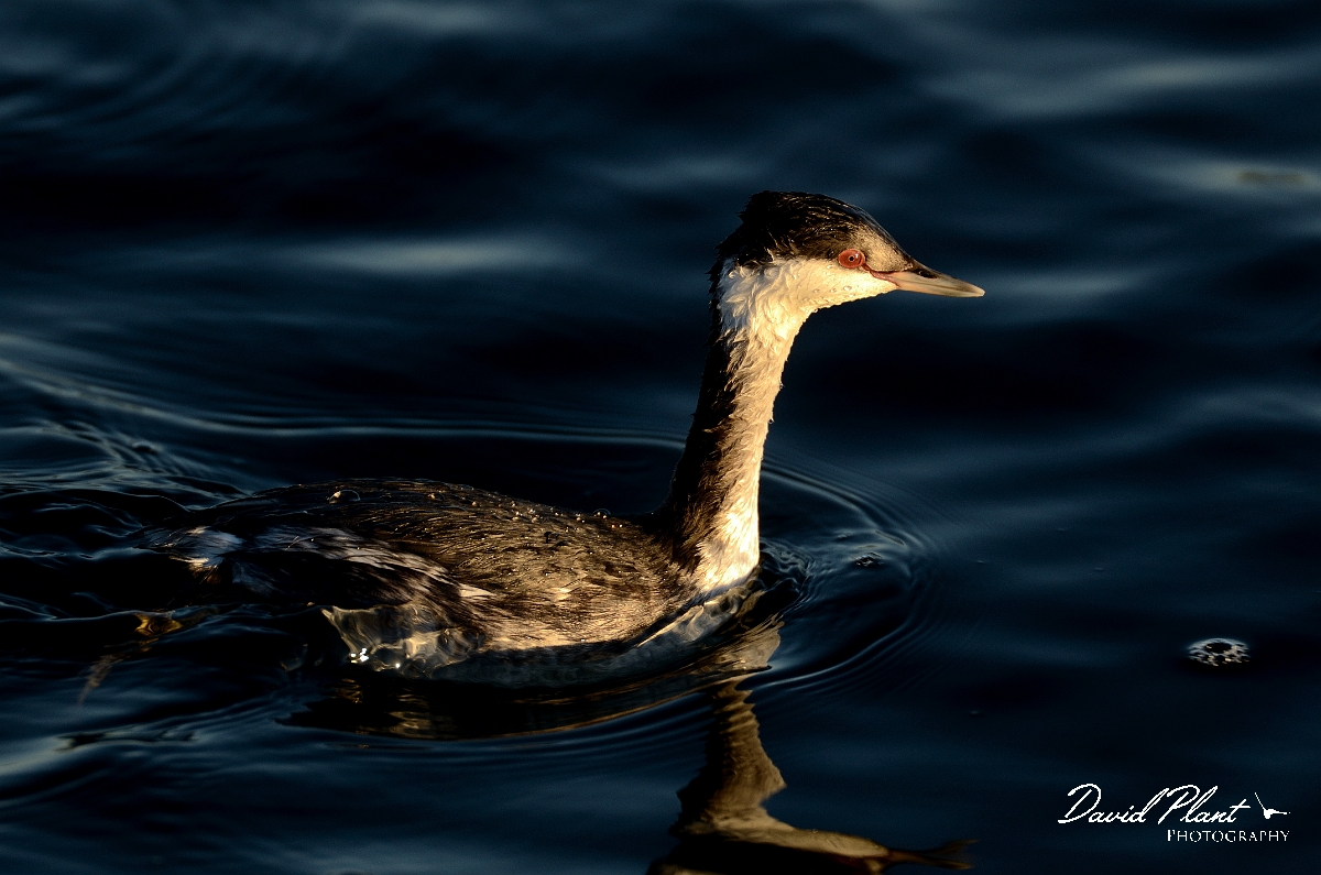 David Plant Photography - Wildlife Photography - Slavonian grebe - D.jpg - Slavonian grebe swimming - Hertfordshire