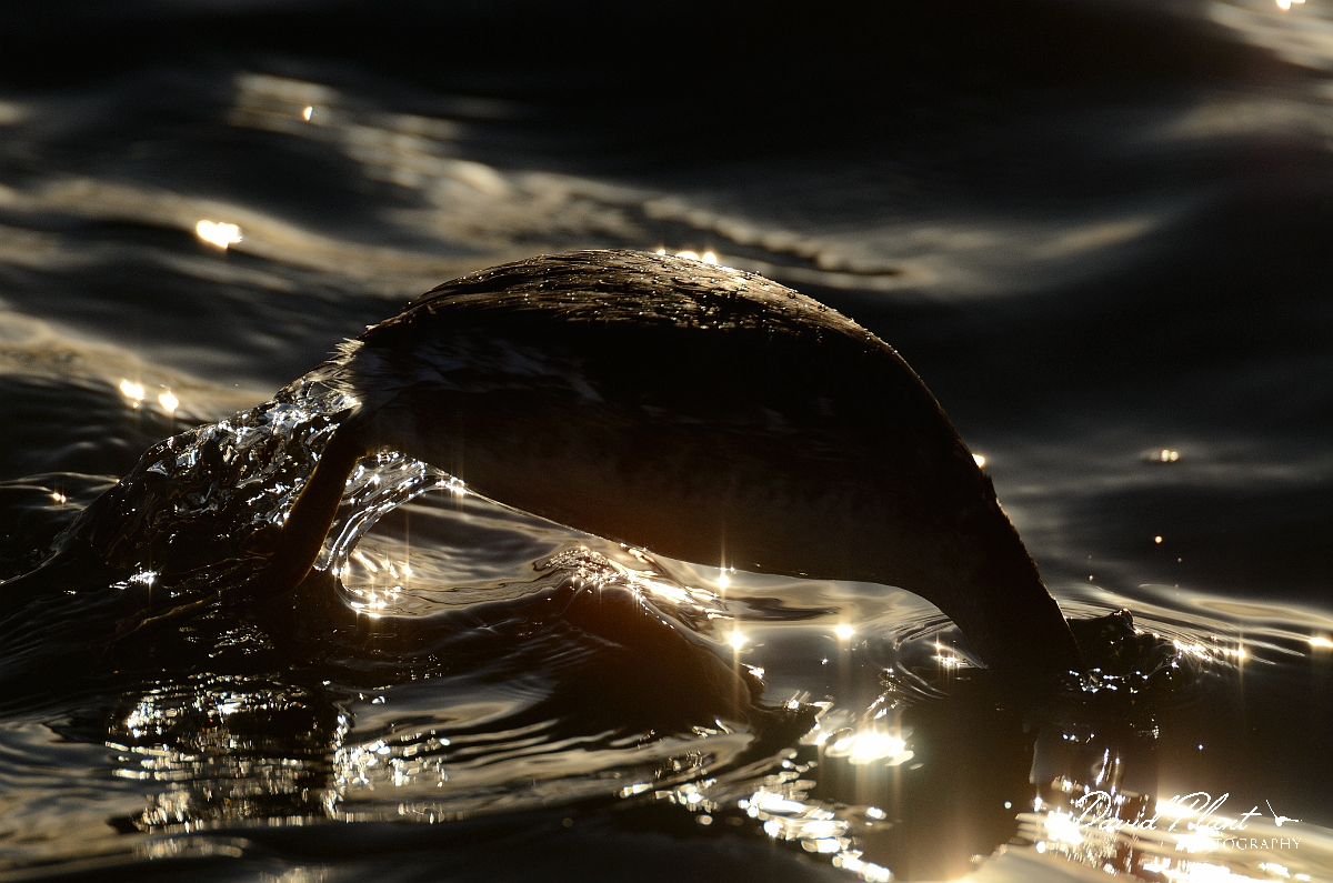 David Plant Photography - Wildlife Photography - Slavonian grebe - I.jpg - Slavonian grebe diving at sunset - Hertfordshire