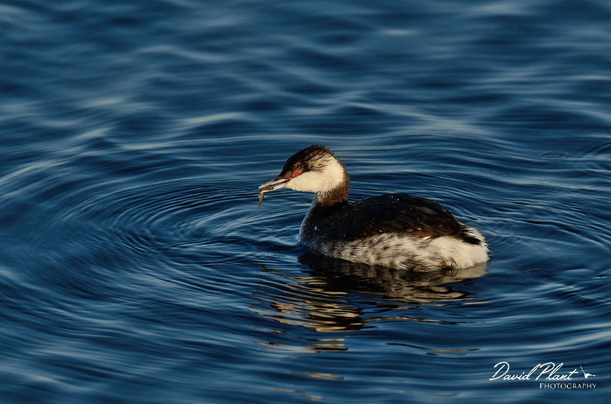 David Plant Photography - Wildlife Photography - Slavonian grebe - K.jpg - Slavonian grebe with fish - Oxfordshire