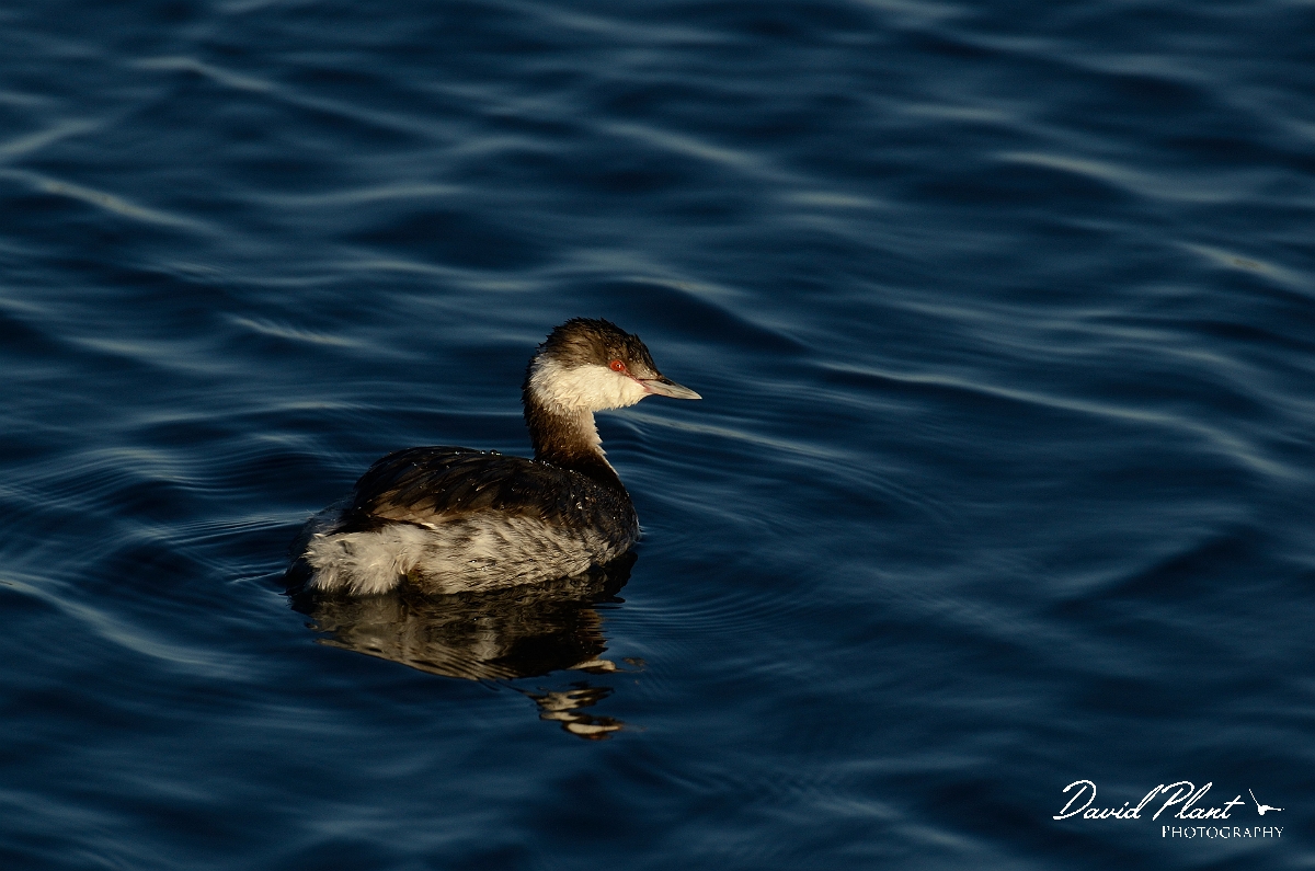 David Plant Photography - Wildlife Photography - Slavonian grebe - L.jpg - Slavonian grebe - Oxfordshire
