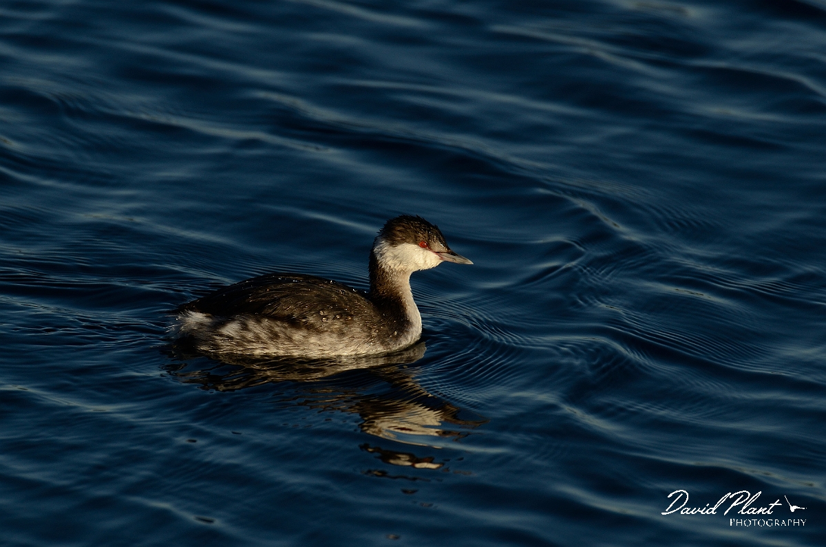 David Plant Photography - Wildlife Photography - Slavonian grebe - M.jpg - Slavonian grebe - Oxfordshire