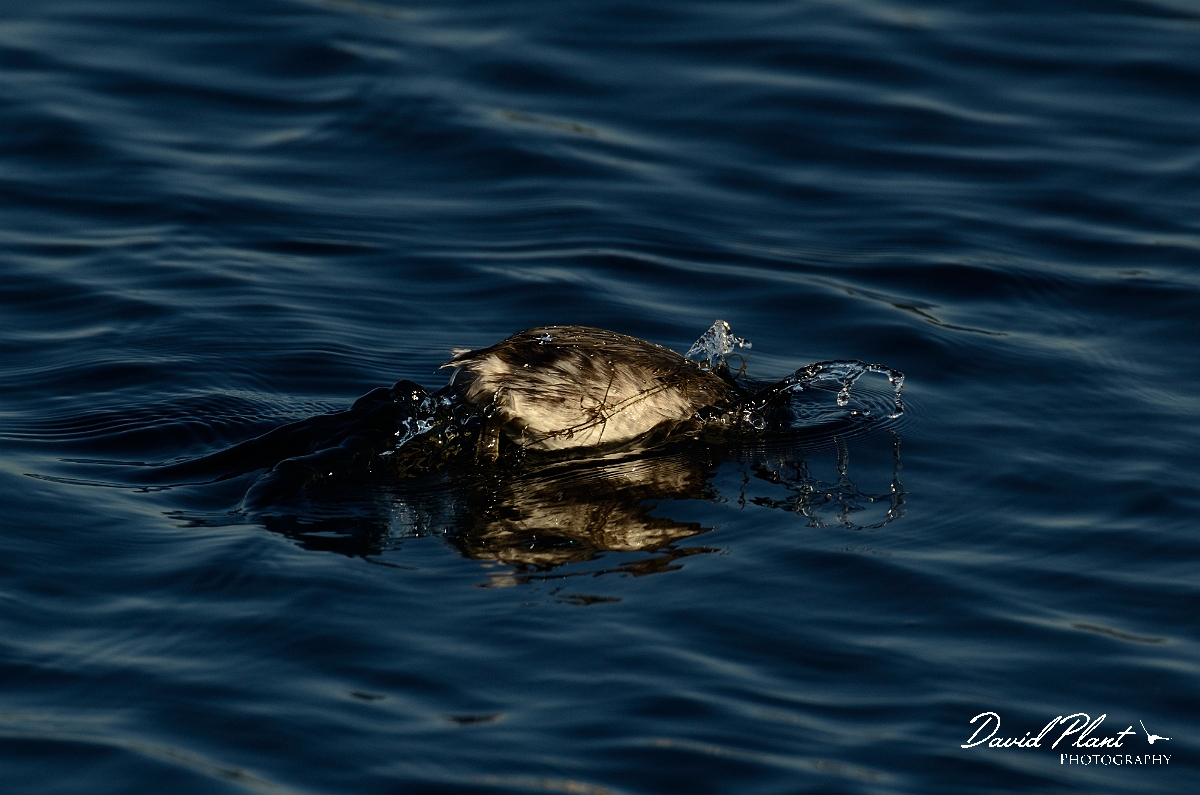 David Plant Photography - Wildlife Photography - Slavonian grebe - N.jpg - Slavonian grebe diving - Oxfordshire