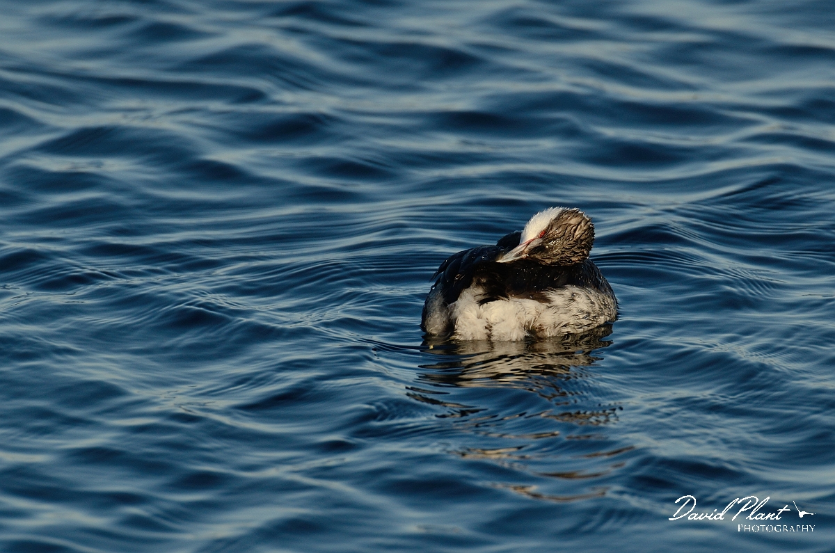 David Plant Photography - Wildlife Photography - Slavonian grebe - Q.jpg - Slavonian grebe preening - Oxfordshire
