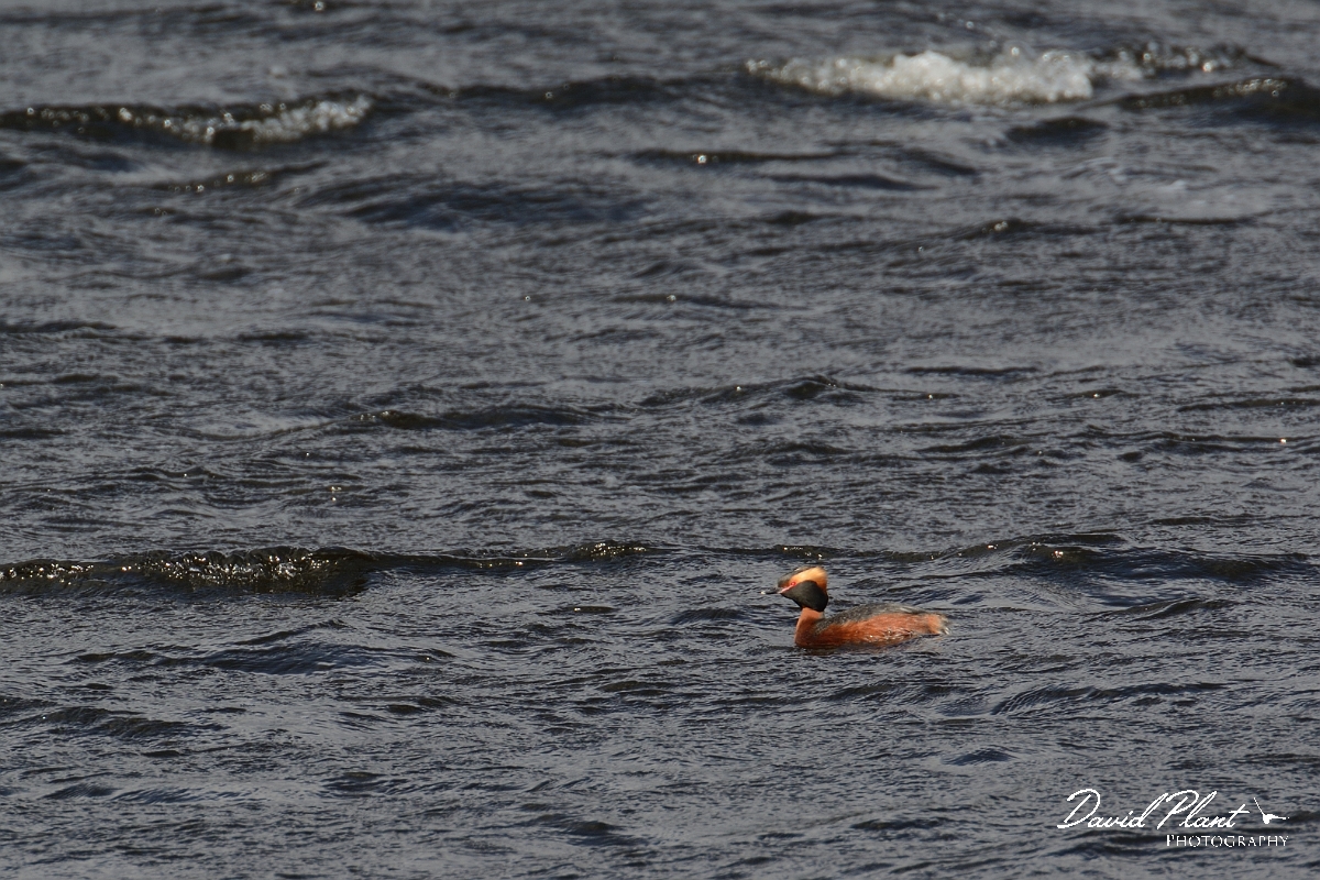 David Plant Photography - Wildlife Photography - Slavonian grebe - R.jpg - Slavonian grebe - Nairnshire