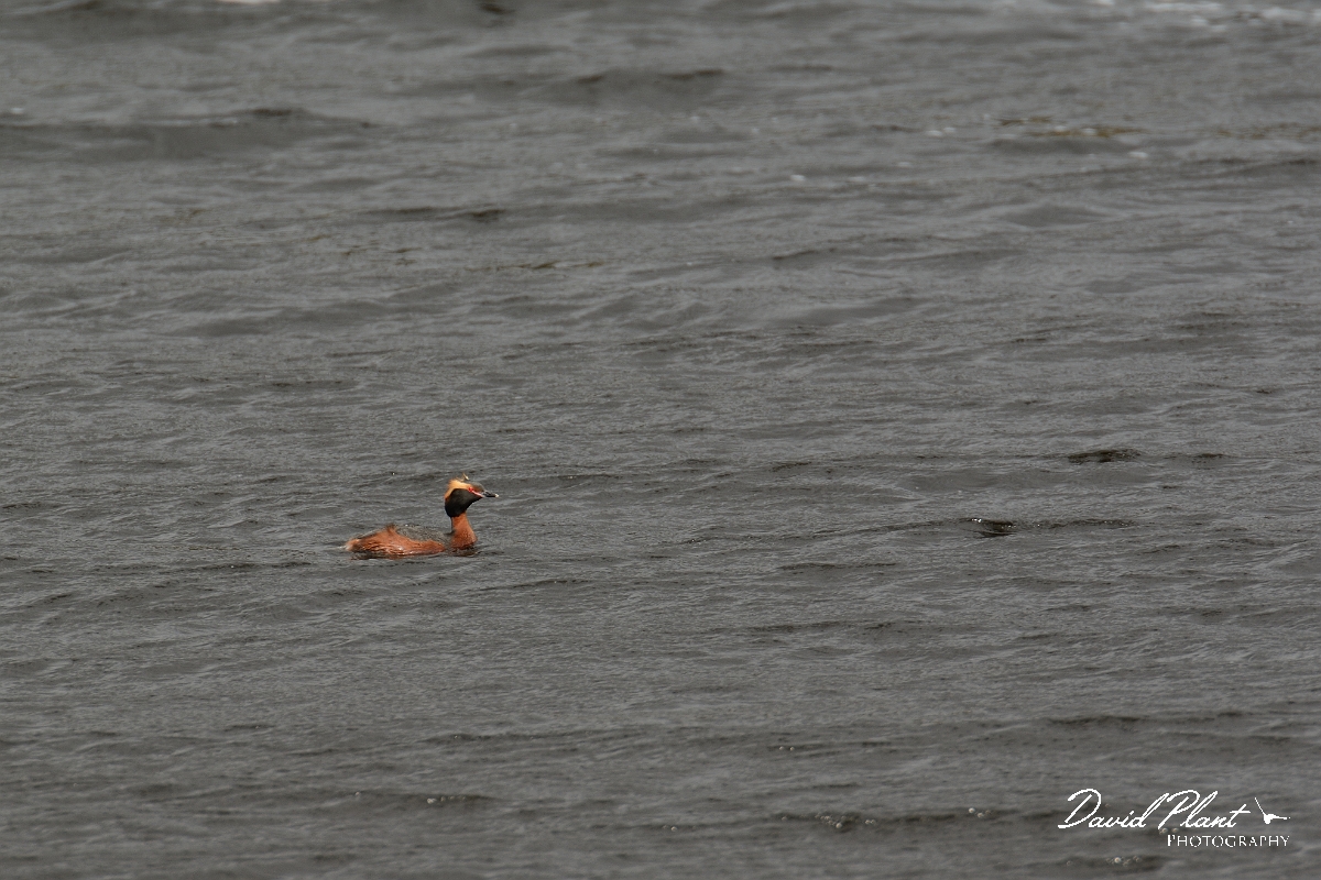 David Plant Photography - Wildlife Photography - Slavonian grebe - S.jpg - Slavonian grebe - Nairnshire