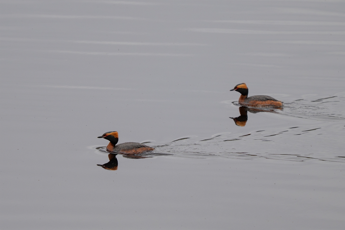 David Plant Photography - Wildlife Photography - Slavonian grebe - W.jpg - Slavonian grebe, Podiceps auritus, summer plumage - Highland