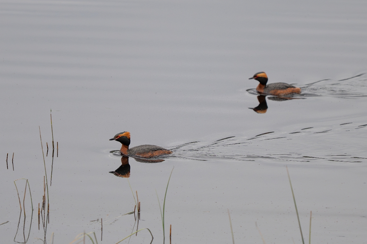 David Plant Photography - Wildlife Photography - Slavonian grebe - X.jpg - Slavonian grebe, Podiceps auritus, summer plumage - Highland