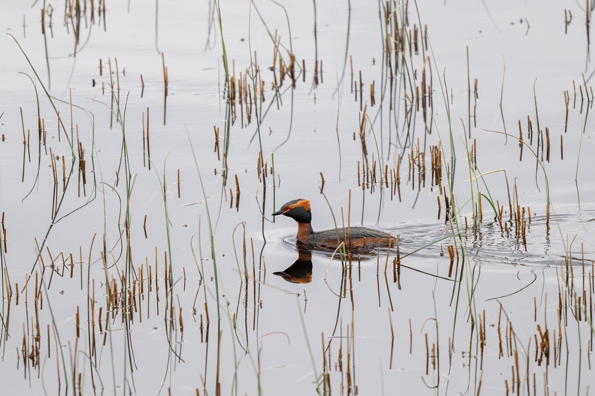David Plant Photography - Wildlife Photography - Slavonian grebe - Y.jpg - Slavonian grebe, Podiceps auritus, summer plumage - Highland