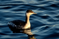 David Plant Photography - Wildlife Photography - Slavonian grebe - A