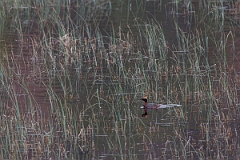 David Plant Photography - Wildlife Photography - Slavonian grebe - AA