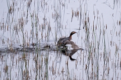 David Plant Photography - Wildlife Photography - Slavonian grebe - AB