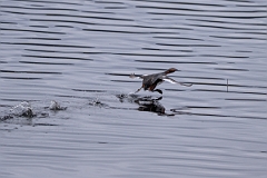 David Plant Photography - Wildlife Photography - Slavonian grebe - AC