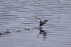 David Plant Photography - Wildlife Photography - Slavonian grebe - AD