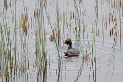 David Plant Photography - Wildlife Photography - Slavonian grebe - AH