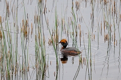 David Plant Photography - Wildlife Photography - Slavonian grebe - AI