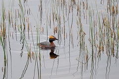 David Plant Photography - Wildlife Photography - Slavonian grebe - AJ