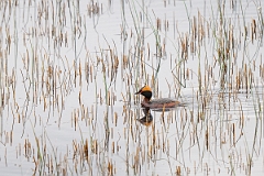 David Plant Photography - Wildlife Photography - Slavonian grebe - AK