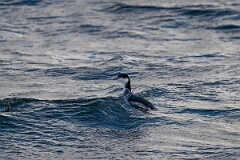 David Plant Photography - Wildlife Photography - Slavonian grebe - AN