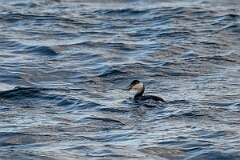 David Plant Photography - Wildlife Photography - Slavonian grebe - AO