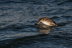 David Plant Photography - Wildlife Photography - Slavonian grebe - AQ