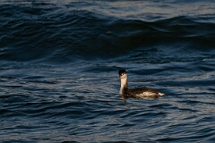 David Plant Photography - Wildlife Photography - Slavonian grebe - AR