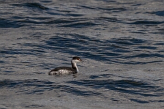 David Plant Photography - Wildlife Photography - Slavonian grebe - AT