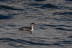 David Plant Photography - Wildlife Photography - Slavonian grebe - AU