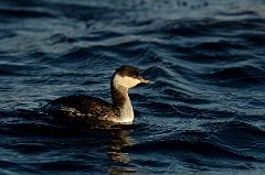 David Plant Photography - Wildlife Photography - Slavonian grebe - B