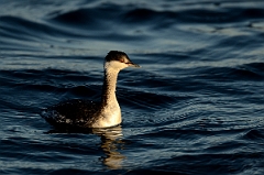 David Plant Photography - Wildlife Photography - Slavonian grebe - C