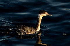 David Plant Photography - Wildlife Photography - Slavonian grebe - D
