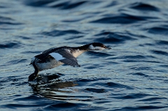 David Plant Photography - Wildlife Photography - Slavonian grebe - F