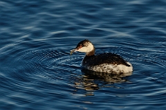 David Plant Photography - Wildlife Photography - Slavonian grebe - K