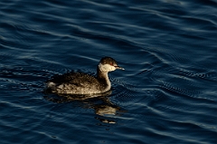 David Plant Photography - Wildlife Photography - Slavonian grebe - M