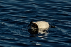 David Plant Photography - Wildlife Photography - Slavonian grebe - O