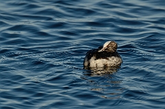David Plant Photography - Wildlife Photography - Slavonian grebe - Q