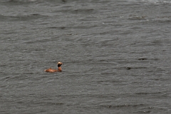 David Plant Photography - Wildlife Photography - Slavonian grebe - S