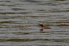 David Plant Photography - Wildlife Photography - Slavonian grebe - T